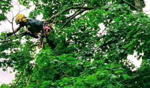 Taiga Woods Tree Care