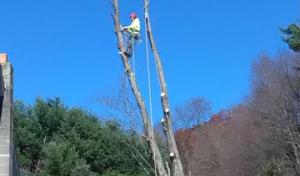 Arbor Vita Tree Service