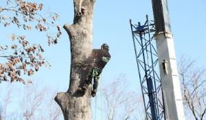 Gonzalez Tree Pros & Crane