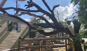 Eagle Tree & Lawn Care
