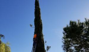 Raul's Tree Hauling Murrieta Services