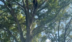 Macias Tree Service