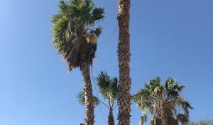 A & L Desert Landscapes Tree Company