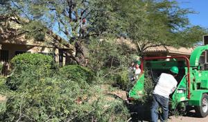 AZ Desert Tree Care