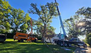 Modern Tree Solutions