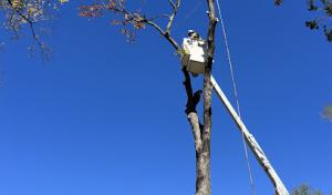 Integrity Tree Service