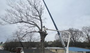 Upstate tree solutions