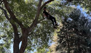 Verdant Valley Tree & Landscaping