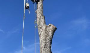 Brothers tree service