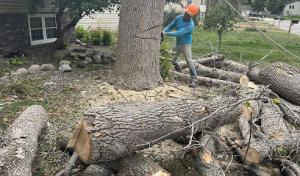 Solutions JF Landscaping & Tree Services