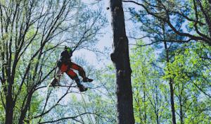 Blue Oak Affordable Tree Solutions