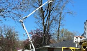 White's Tree Service