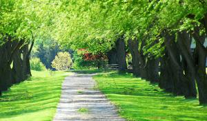 A New Leaf Tree Service