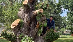 J & J Custom Tree Service