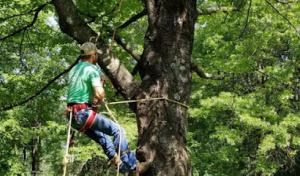 Magnolia Tree & Landscape Specialist