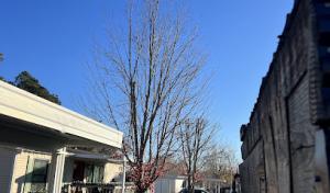 Neal's Tree Services