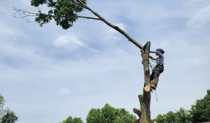Andrew's Firewood & Tree Service