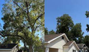 Harmon's Tree Service