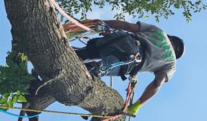 D Hale Tree Service