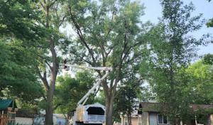 Norfolk Tree Care