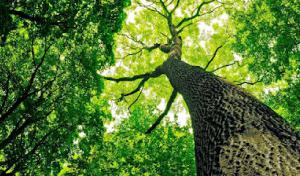 Pepin's Tree Service