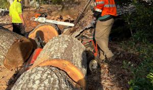 Guardian Emergency Tree Service