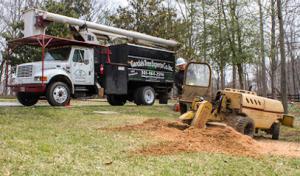 Garcias Tree Experts Services