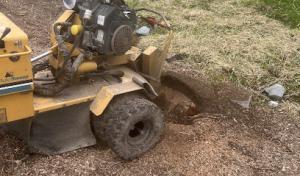 Matt G stump removal