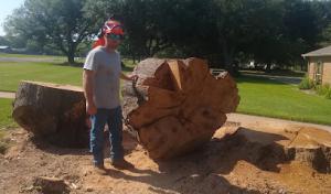 Morgan Tree & Stump Removal