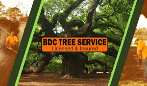 BDC Tree Service