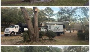ArborMan Tree Service
