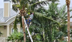 Lopez Tree Service