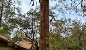 Thumb Butte Tree Service