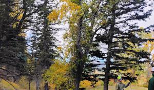 Chucks Tree Service Arborist & Tree Surgeon aka woodchuck.