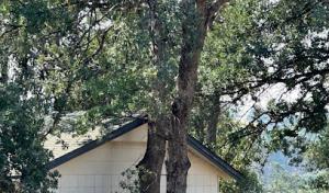 Acacia Tree Services