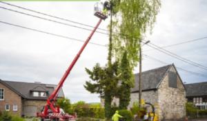 Whorley's Tree Service