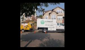 Forest Tree Services
