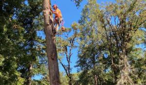 Malkuch Tree Service