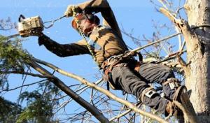 Tree Care of California