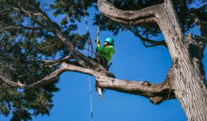 Bunyon Bros. Tree Service