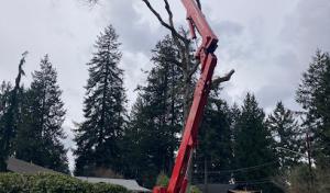 Beko's Tree Service & Wood Carving