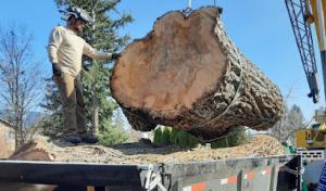 On Call Tree Service