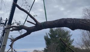 Queen City Silviculture (Tree Service)