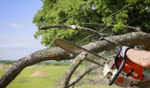 Hawkins Tree & Landscaping