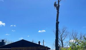 L&R Tree Removal & Landscaping