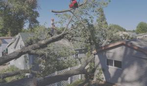 Beld Tree Service