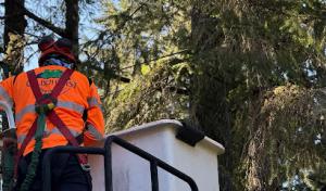 Golden Coast Tree Care