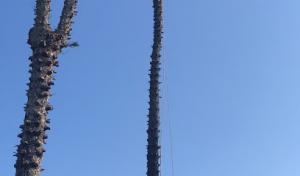 Perez Vasquez Tree Service