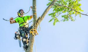 Canopy Cops Tree Service