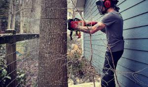 Ground To Crown Tree Care